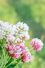 White clover aka Trifolium repens in grass on summer meadow. Shamrock flower