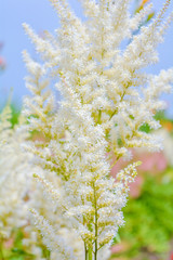 Aruncus dioicus or goat beard white plant close up with green blossom in garden