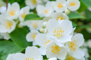 White jasmine bush blossoming in summer day