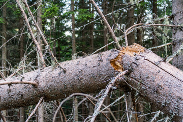 Stürme Unwetter Holzbruch