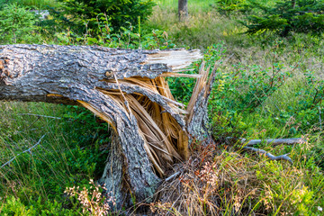 Stürme Unwetter Holzbruch