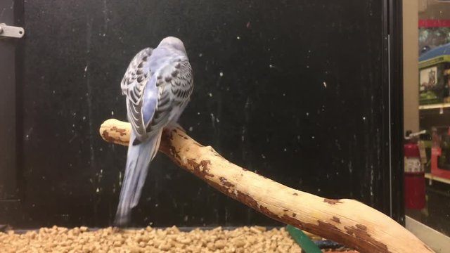 Parakeets sitting in cage at store for sale
