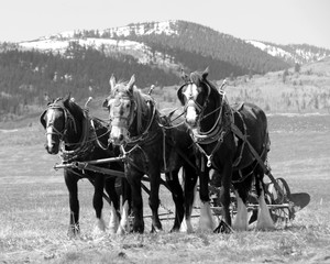 Fototapeta na wymiar Traditional Work Horse Team