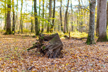 Scenery in a mountain forest in the fall, with beautiful foliage and trees