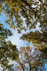 Scenery in a mountain forest in the fall, with beautiful foliage and trees