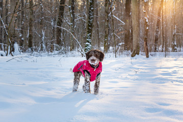 Fototapeta na wymiar Beautiful Lagotto Romagnolo dog playing in the snow in winter, in the forest