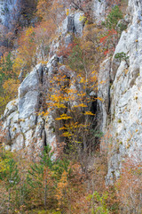 Scenery in a mountain forest in the fall, with beautiful foliage and trees