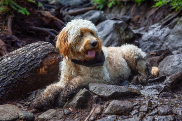 Cute and Adorable Dog, Goldendoodle, is relaxing on a dirty ground in nature. Taken in Cypress...