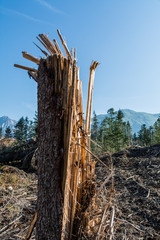 Stürme Unwetter Holzbruch