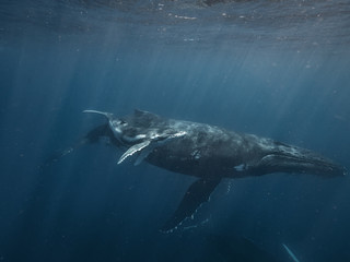 Humpback Whales underwater, mother and calf, Megaptera novaeangliae, baleen whale in ocean water