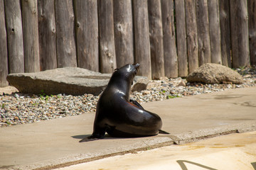 Fototapeta premium Robbe