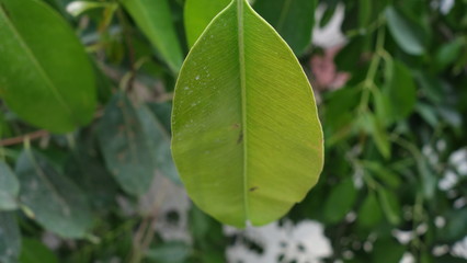 leaf macro