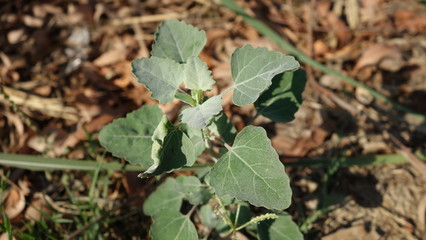 leaf with visible veins