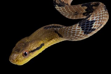 Dog toothed catsnake  (Boiga cynodon)