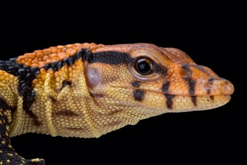 Dumeril's monitor (Varanus dumerili).