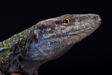 Northern Tenerife lizard (Gallotia galloti eisentrauti)