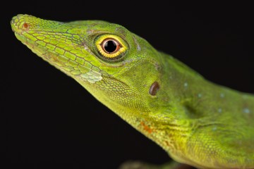 Amazon green anole (Anolis punctatus)