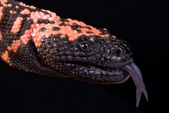 Gilamonster (Heloderma suspectum)