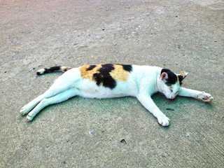 The Cat sleep on ground.