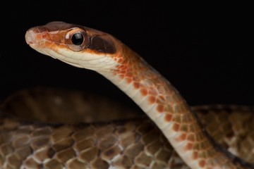 Brown sipo (Chironius fuscus)