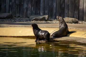 Fototapeta premium Robbe