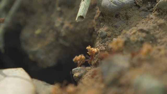 Leafcutter Ants, Costa Rica