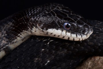 Obraz premium Amur Ratsnake (Elaphe schrenckii)