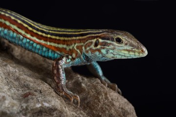Blackbelly Racerunner  (Aspidoscelis deppii)