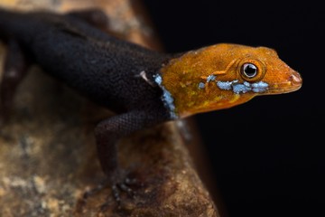 Yellow-headed Gecko (Gonatodes albogularis fuscus)