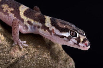 Central American Banded Gecko (Coleonyx mitratus)