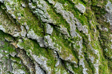 old linden bark covered with moss. relief bark resembles view high mountains wooded from above. texture old bark with moss. Very nice macro plan. moss on bark