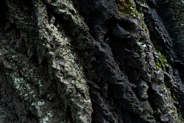bark of old linden tree. Relief bark is like view high mountains from above. old bark texture