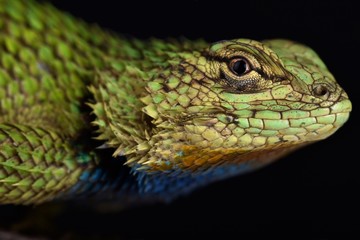 Fototapeta premium Emerald swift (Sceloporus malachiticus)