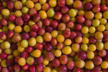 A mixture of red and yellow ripe cherry plum with a touch of wild yeast lies in a layer as a natural, organic background, photo from above