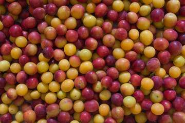 A mixture of red and yellow ripe cherry plum with a touch of wild yeast lies in a layer as a natural, organic background, photo from above