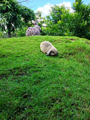 Obraz premium Rabbit on field and beautiful background.