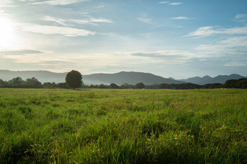 Fototapeta premium Big tree in the meadow Kui Buri Prachuap Khiri Khan Western Thailand