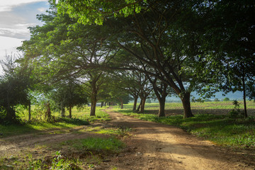 Chamchuri large tree tunnel Kui Buri Prachuap Khiri Khan Western Thailand