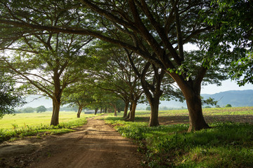 Chamchuri large tree tunnel Kui Buri Prachuap Khiri Khan Western Thailand