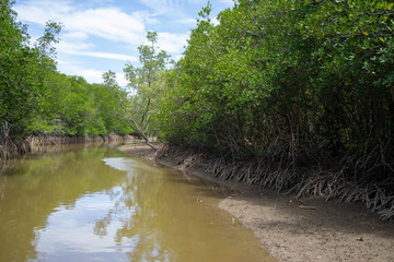 Fototapeta na wymiar Backgrounds mangrove forest in thailand