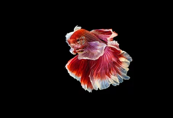 Deurstickers Het ontroerende moment mooi van rode siamese betta vis of dumbo splendens vechten vis in thailand op zwarte achtergrond. Thailand noemde Pla-kad of grote oorvis. © Soonthorn