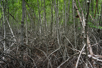Backgrounds mangrove forest in thailand