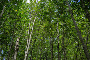 Backgrounds mangrove forest in thailand