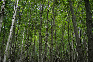 Backgrounds mangrove forest in thailand