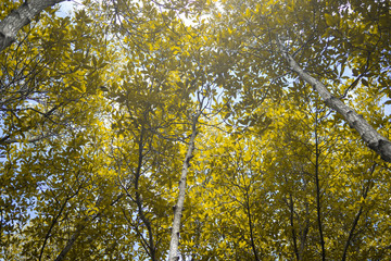 Backgrounds mangrove forest in thailand