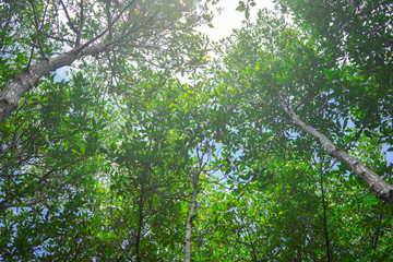 Backgrounds mangrove forest in thailand