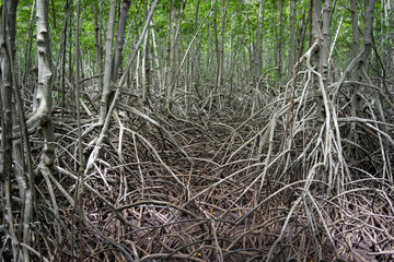 Backgrounds mangrove forest in thailand