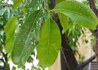 green leaf with drops of water
