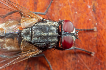 Macro Photo of Housefly on Wooden Floor
