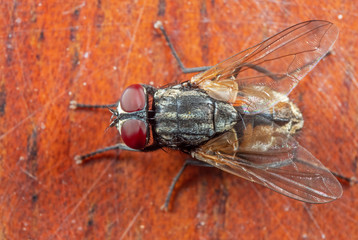 Macro Photo of Housefly on Wooden Floor